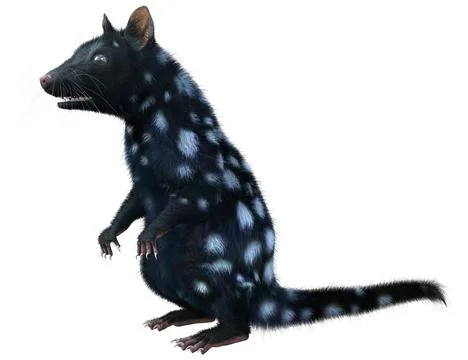 3D Rendering Quoll Animal on White Illustration