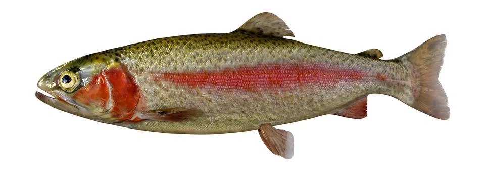 3D Rendering Rainbow Trout on White Stock Illustration