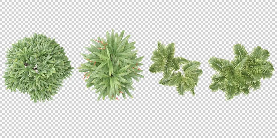 3d rendering of Raphis Palm,Raphis Palm  trees from top view Stock Photos