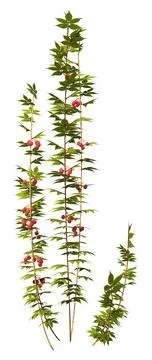 3D Rendering Raspberry Plant on White Stock Illustration