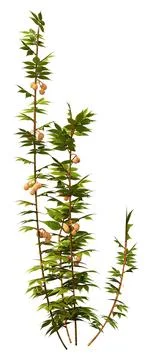 3D Rendering Raspberry Plant on White Stock Illustration