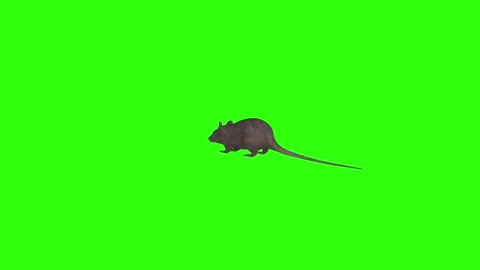 3D rendering of a rat exploring a vibrant green background Stock Footage 287882395