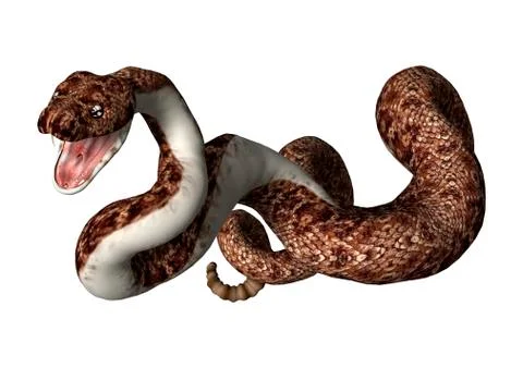 3D Rendering Rattlesnake on White Stock Illustration