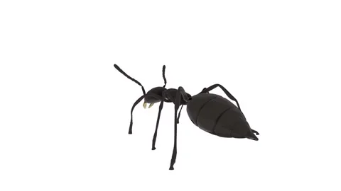 3D rendering of a realistic black ant walking on a plain surface Stock Footage 285060466