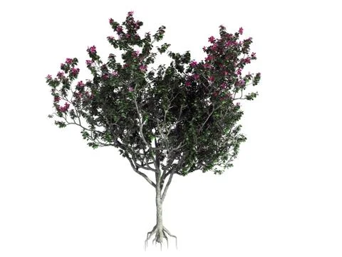 3d rendering of a realistic flower bush isolated on white Stock Illustration