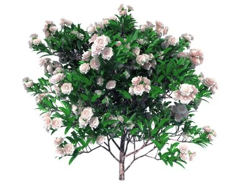 3d rendering of a realistic flower bush isolated on white Stock Illustration