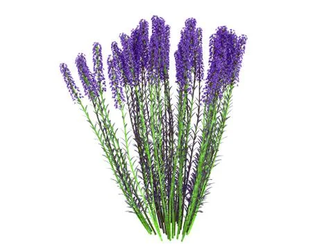 3d rendering of a realistic flower bush isolated on white Stock Illustration