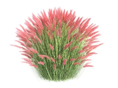 3d rendering of a realistic flower bush from front  view isolated on white Stock Illustration