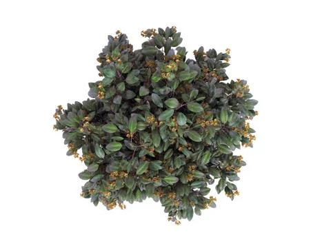 3d rendering of a realistic green top view tree isolated on white Stock Illustration