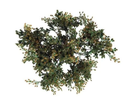 3d rendering of a realistic green top view tree isolated on white Stock Illustration