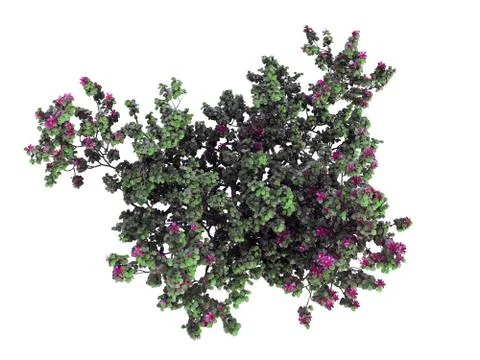 3d rendering of a realistic green top view flower bush isolated on white 스톡 일러스트