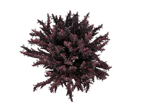 3d rendering of a realistic green top view flower bush isolated on white Illustrazione stock