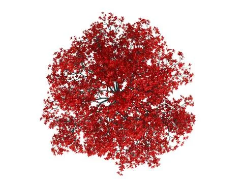 3d rendering of a realistic green top view tree isolated on white Illustrazione stock