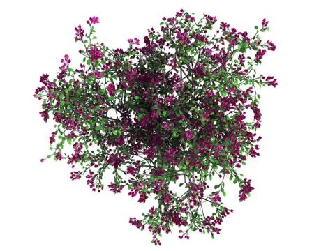 3d rendering of a realistic green top view tree isolated on white Illustrazione stock