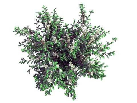 3d rendering of a realistic green top view tree isolated on white Illustrazione stock
