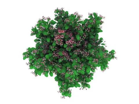 3d rendering of a realistic green top view tree isolated on white Stock Illustration