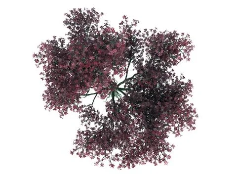 3d rendering of a realistic green top view tree isolated on white 스톡 일러스트