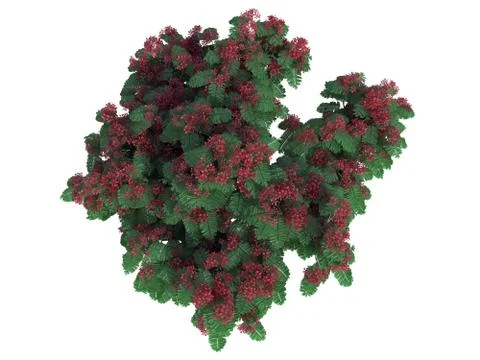 3d rendering of a realistic green top view flower bush isolated on white 스톡 일러스트