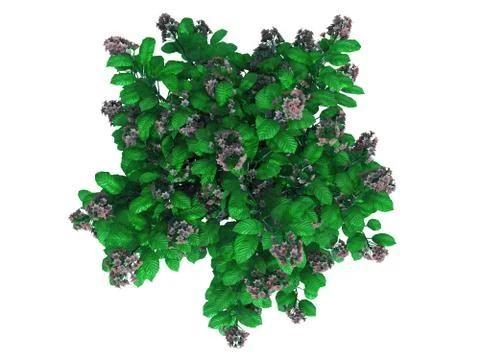 3d rendering of a realistic green top view flower bush isolated on white Stock Illustration