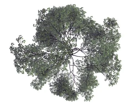 3d rendering of a realistic green top view tree isolated on white Stock Illustration