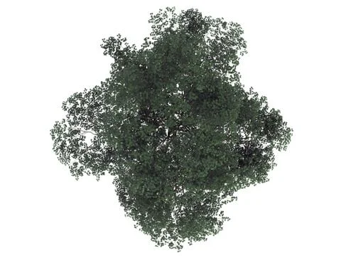 3d rendering of a realistic green top view tree isolated on white 스톡 일러스트