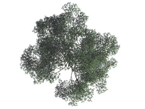 3d rendering of a realistic green top view tree isolated on white 스톡 일러스트