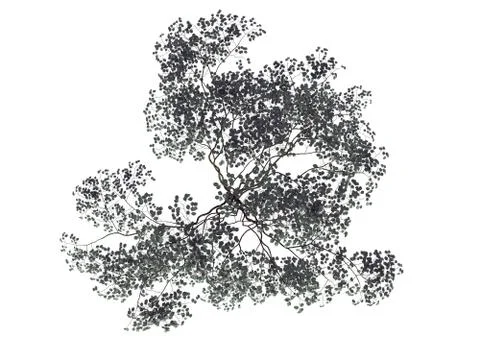 3d rendering of a realistic green top view tree isolated on white Stock Illustration