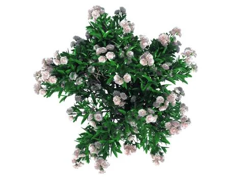 3d rendering of a realistic green top view flower bush isolated on white Stock Illustration
