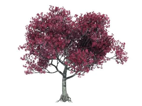 3d rendering of a realistic green tree isolated on white Stock Illustration