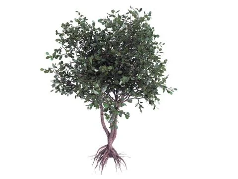 3d rendering of a realistic green tree isolated on white Stock Illustration
