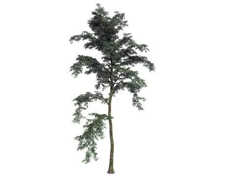 3d rendering of a realistic green tree isolated on white Stock Illustration
