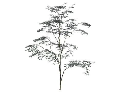 3d rendering of a realistic green tree isolated on white Stock Illustration