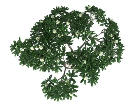 3d rendering of a realistic green tree top view isolated on white 스톡 일러스트