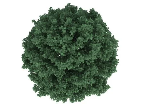 3d rendering of a realistic green tree top view isolated on white 스톡 일러스트