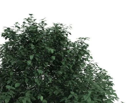 3d rendering of a realistic green tree foreground view isolated on white Stock Illustration