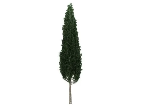 3d rendering of a realistic green tree isolated on white Stock Illustration