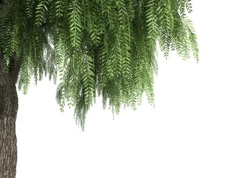 3d rendering of a realistic green tree foreground view isolated on white Stock Illustration
