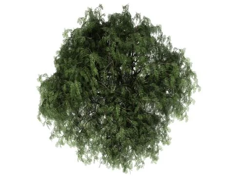 3d rendering of a realistic green tree top view isolated on white Stock Illustration