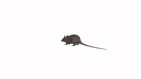 3D rendering of a realistic rodent moving across a plain surface 스톡 동영상 287882412