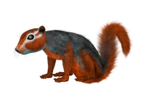 3D Rendering Red Bush Squirrel on White 스톡 일러스트