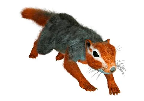 3D Rendering Red Bush Squirrel on White Illustrazione stock