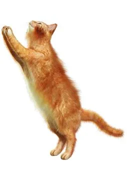 3D Rendering Red Cat on White Stock Illustration
