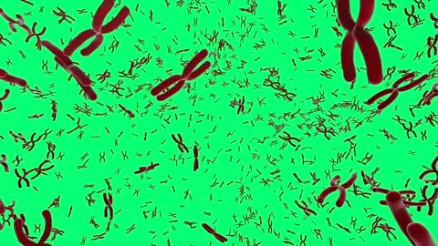 3d rendering red chromosome x through microscope isolated on green screen 4k foo Stock Footage 313467086