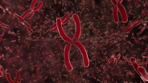 3d rendering red chromosome x through microscope 4k footage Stock Footage 313467090