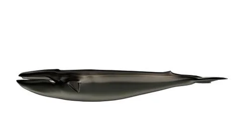 3d rendering of a reflective big Wahle on a background Illustrazione stock