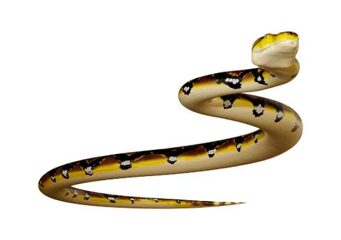 3D Rendering Reticulated Python on White Stock Illustration