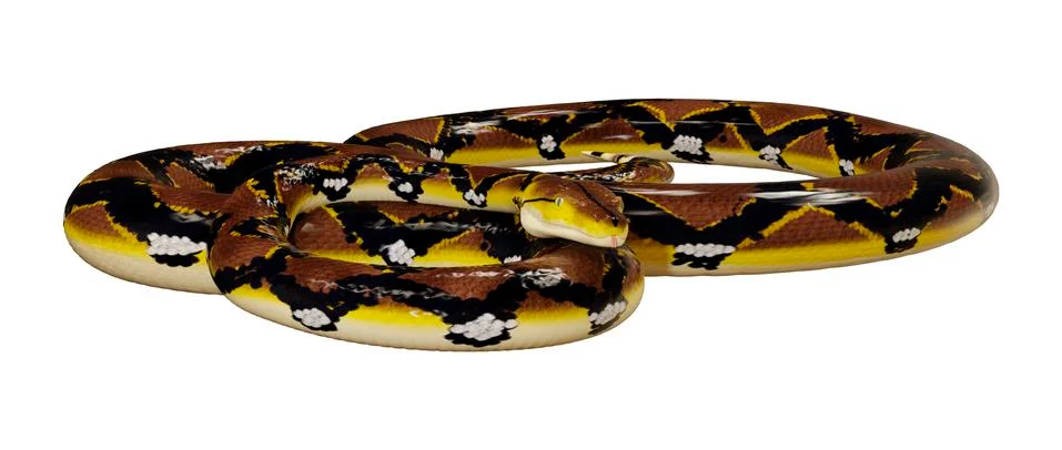 3D Rendering Reticulated Python on White Stock Illustration