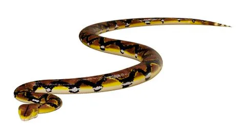 3D Rendering Reticulated Python on White Stock Illustration
