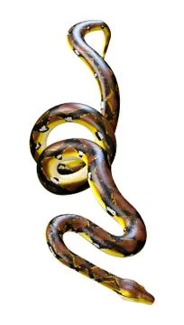 3D Rendering Reticulated Python on White Stock-Illustration
