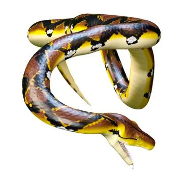 3D Rendering Reticulated Python on White Stock Illustration